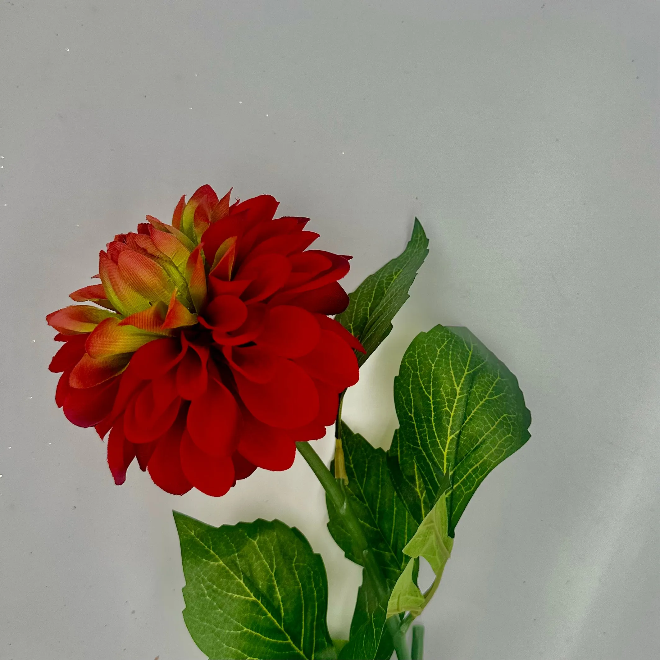 22" Crimson Dahlia Stem