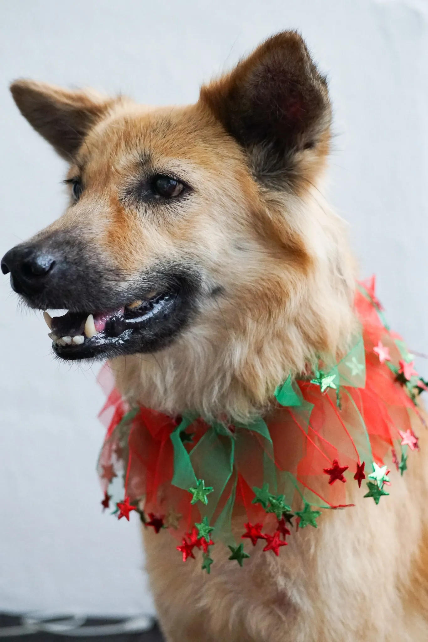 Fun Dog Neckwear, Christmas Stars Smoocher