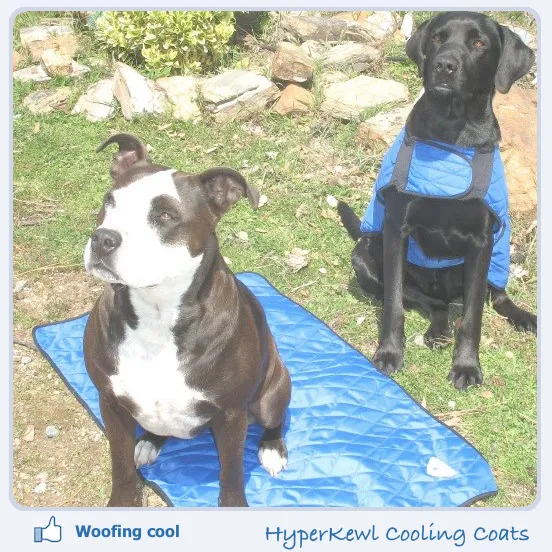 HALF PRICE CLEARANCE HyperKewl Dog Cooling Mat