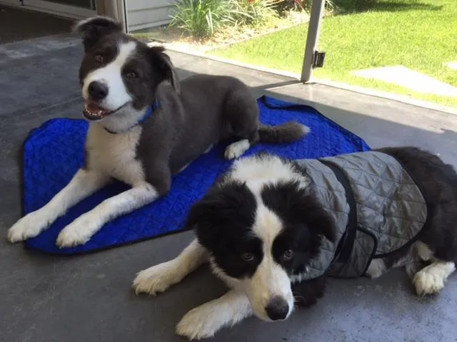 HALF PRICE CLEARANCE HyperKewl Dog Cooling Mat