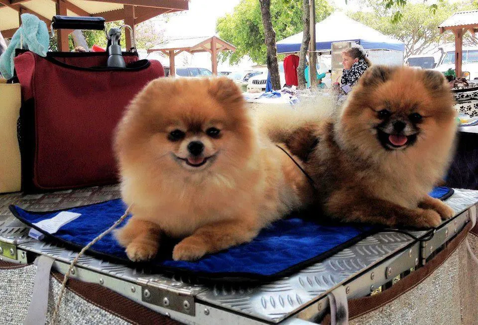 HALF PRICE CLEARANCE HyperKewl Dog Cooling Mat